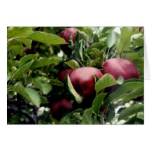 Apple Tree Greeting Cards