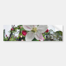 Apple Tree In Blossom Bumper Stickers