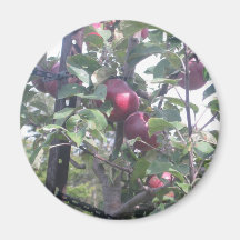 Apples Fridge Magnets