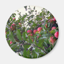 Apples on Apple Tree Refrigerator Magnet