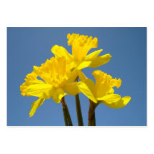 Appointment Cards Daffodil Flowers Floral nature Business Cards