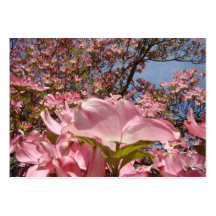 Appointment Cards Pink Dogwood Flowers Floral Business Cards