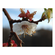 Apricot Blossom Announcements