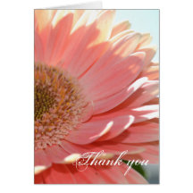 Apricot Gerbera Greeting Cards