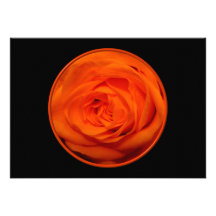 Apricot/Orange coloured rose Invitation