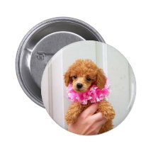 Apricot Poodle  Dog Pinback Button