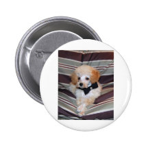 Apricot Poodle puppy in Bow Tie Pins