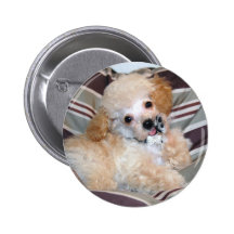 Apricot Poodle Puppy talking  waving Pinback Buttons
