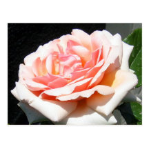 Apricot Rose Post Cards