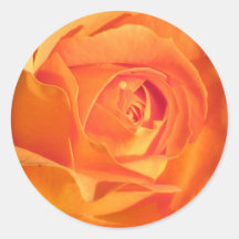 Apricot Rose Sticker