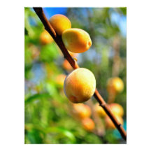 Apricots Personalized Invitations