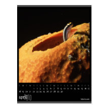 april 2010 calendar post card