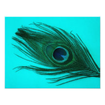 Aqua Peacock Feather Print. Photographic Print