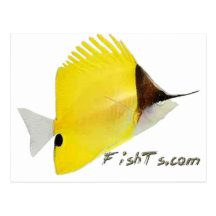 Aquarium Fish Collection by FishTs.com Post Card