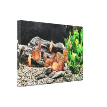 Aquarium Fish Colony Canvas Art Print Canvas Prints