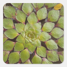 Aquatic Plants Rupununi, Guyana. Sticker