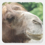 Arabian Camel Stickers