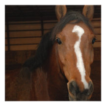 Arabian Horse Invitation