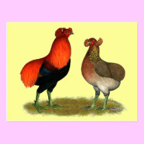 Araucana Red Pair postcards