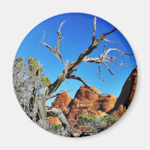 Arches National Park Old Tree Fridge Magnets