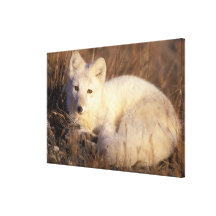 arctic fox, Alopex lagopus, coat changing from 2 Canvas Prints