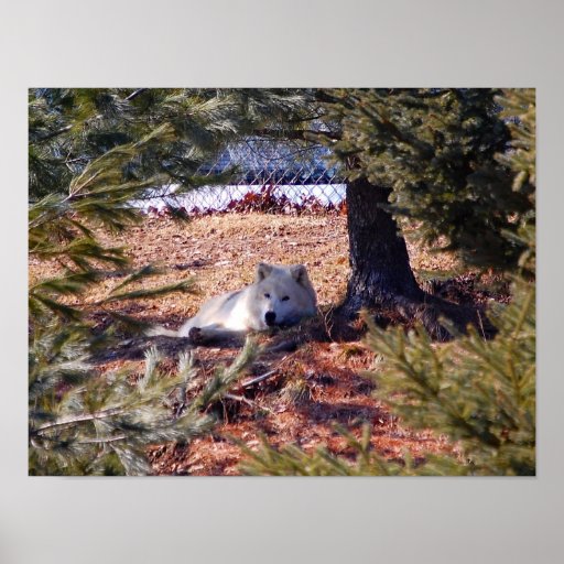 Arctic Wolf Posters