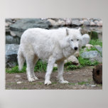 Arctic Wolf Posters