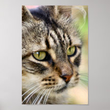 Argentine feral cat poster