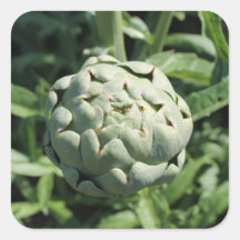 Artichoke and Leaves. Square Sticker