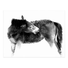 Artistic Wild Horse Foal Post Cards