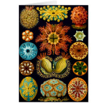 Ascidiacea (Sea Squirts), Ernst Haeckel Greeting Cards