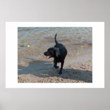 Ashley Black Labrador Poster