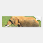 Asiatic Elephant  Bumper Stickers