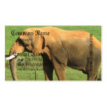 Asiatic Elephant  Business Cards business cards