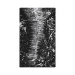 Aspen Root Stretched Canvas Prints