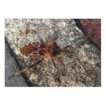 Assasin bug ~ ATC Business Card Templates