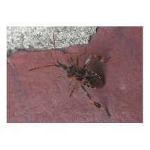 Assassin bug 134 ~ ATC Business Cards