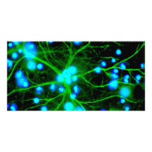 Astrocyte Are Star Shaped Glial Cells in the Brain Photo Card Template