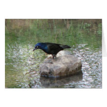 At the Creek Greeting Card