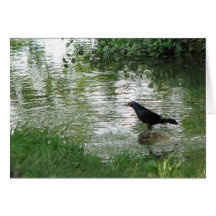 At the Creek Greeting Cards