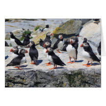 Atlantic Puffin Colony Card