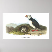 Atlantic Puffin, John Audubon Posters