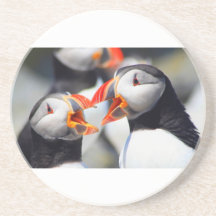 Atlantic Puffin mouths Drink Coasters
