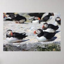 Atlantic Puffins at ease Posters