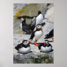Atlantic Puffins Posters