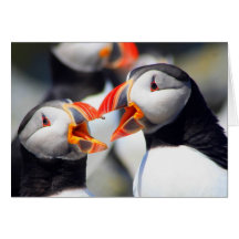 Atlantic Puffins with Beaks Open Greeting Card