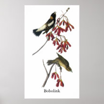 Audubon Bobolink Posters