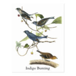 Audubon Indigo Bunting Print Post Cards
