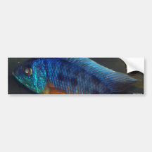 Auloncara Bumper Stickers