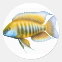 Aulonocara African Peacock Cichlid Round Sticker